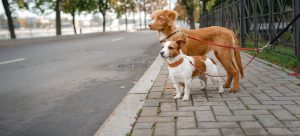 Two dogs standing on the sidewalk