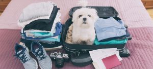 Dog sitting inside a suitcase.