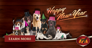 Dogs and cats in new year's eve decorations