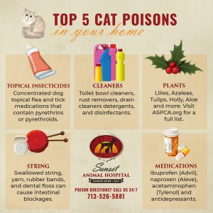 Top 5 Cat Poisons- Topical Insecticides, Cleaners, Plants, String, and Medications