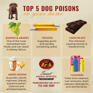 Top 5 Dog Poisons- Raisins & Grapes, Xylitol, Chocolate, Medications, and Cleaners