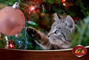 Cat playing with Christmas ornament