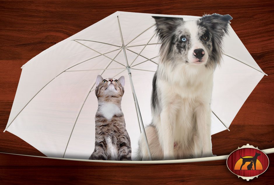 Cat and Dog under umbrella