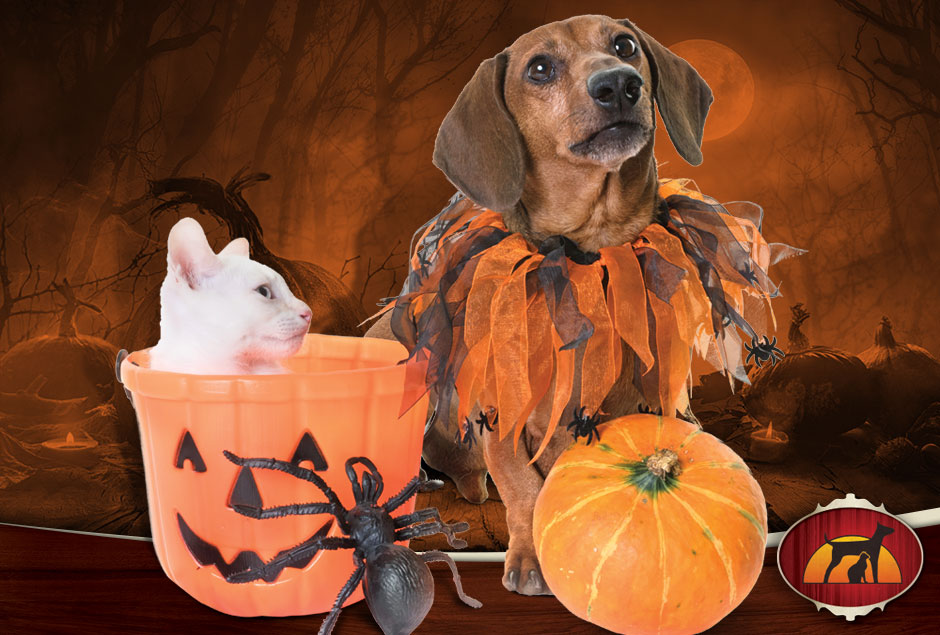 Cat and dog with halloween decorations