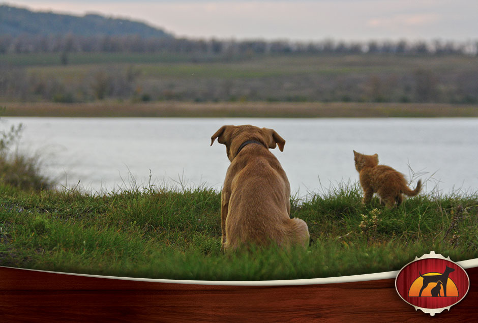 Dog and cat sitting in front of a lake