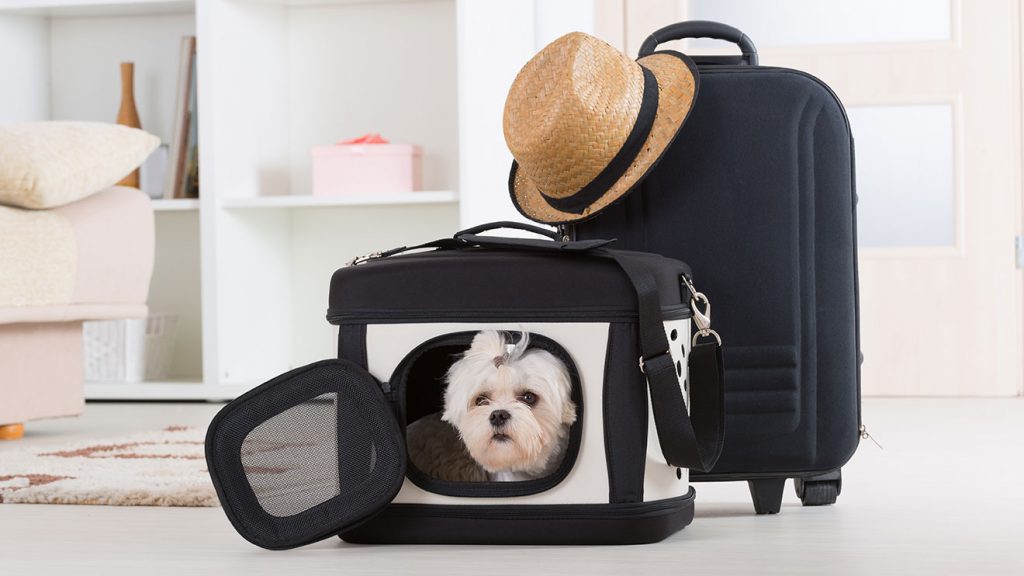Dog in a carrier
