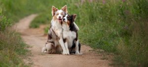 Two dogs sitting on a path