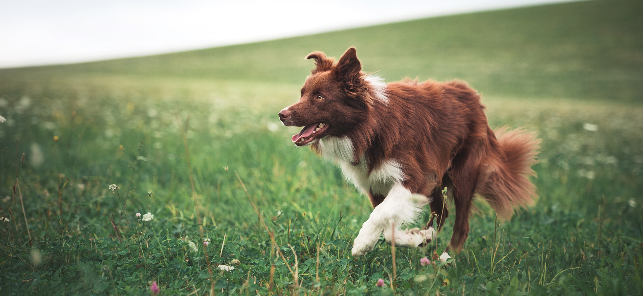 Pet Medical Services Sunset Animal Hospital