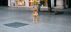 Dog standing on pavement