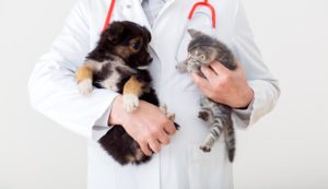 Cat and dog in Vet doctor hands. Doctor veterinarian keeps kitten and puppy in hands in white coat with stethoscope