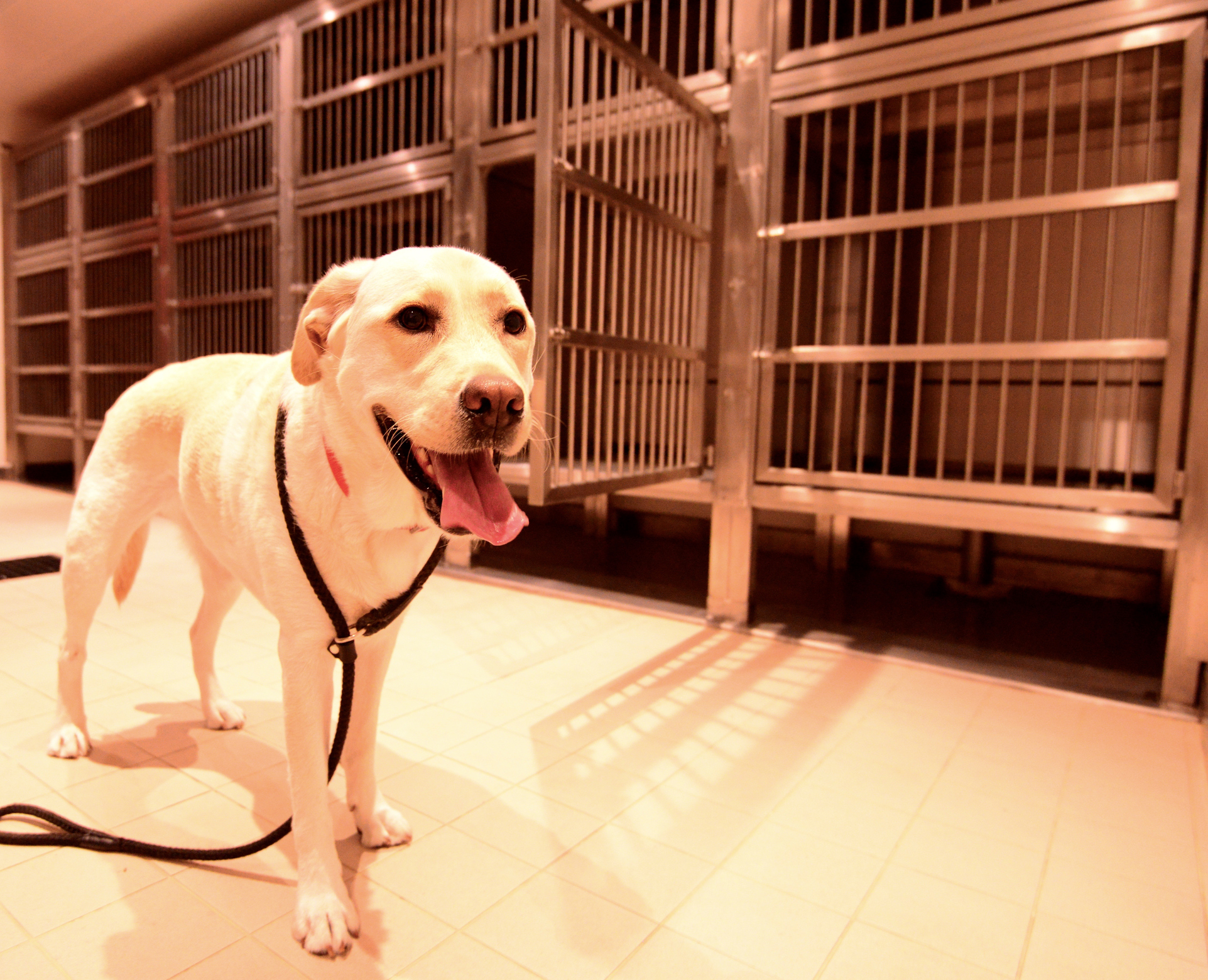 Dog Boarding Basics What You Should Know Sunset Animal Hospital