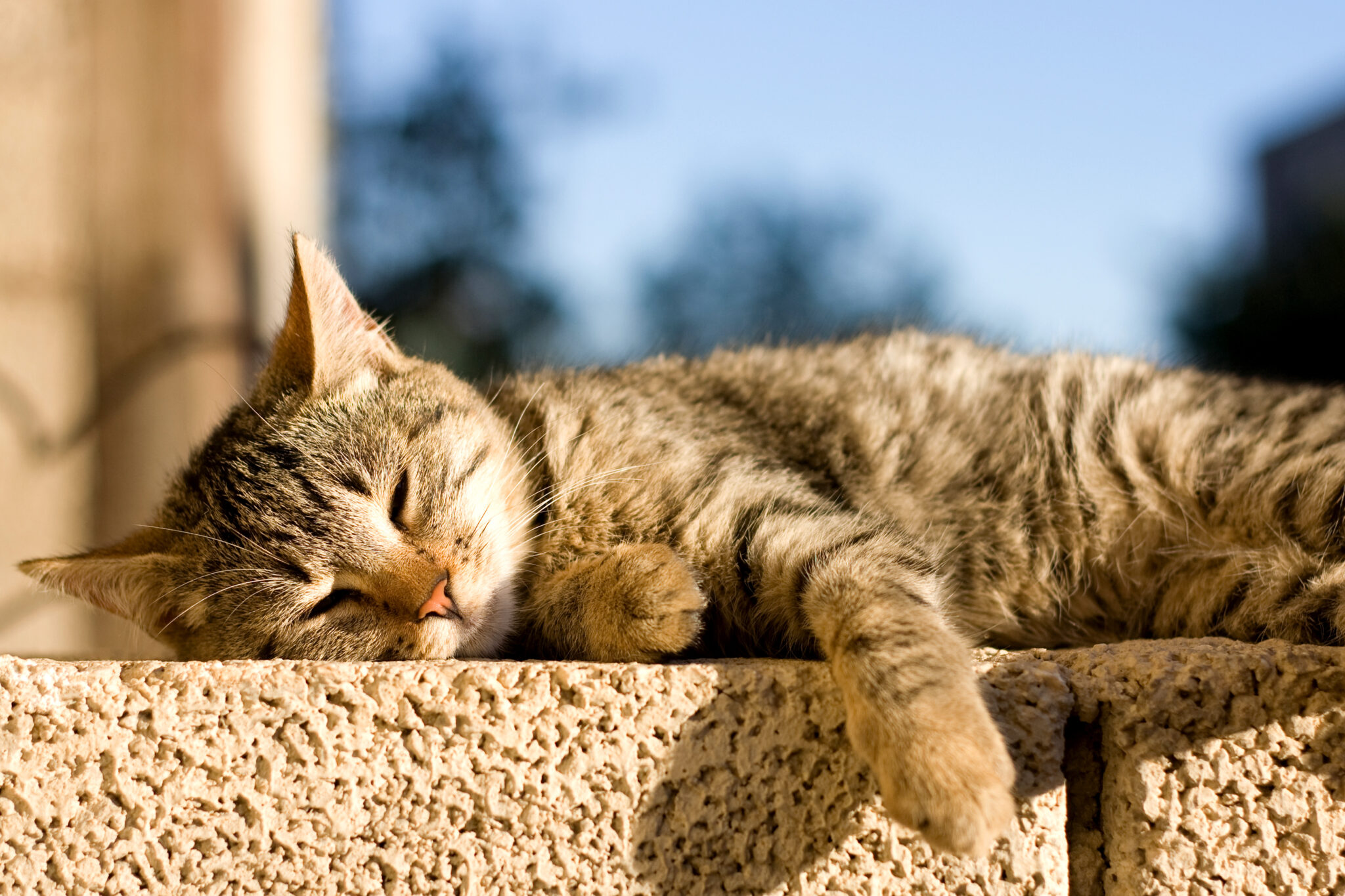 Could My Cat Get Heat Stroke? Sunset Animal Hospital