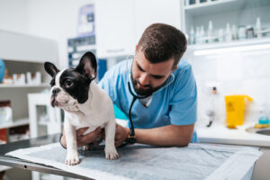 vet-listening-dog's-lungs-at-clinic