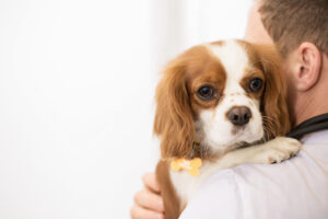 what to do in a pet emergency