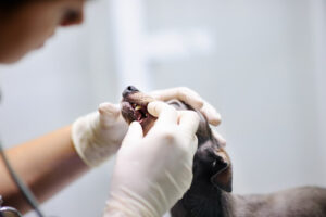 female-vet-examining-dog's-tooth