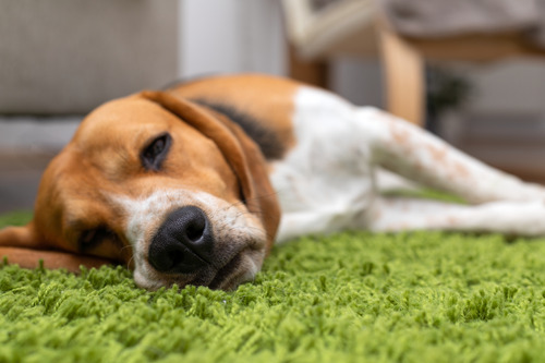 sick-dog-laying-on-green-carpet-at-home