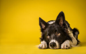 black-and-white-border-collie-laying-with-head-between-front-paws-on-yellow-background