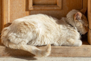 cat-laying-in-doorway-pressing-its-head-against-wall