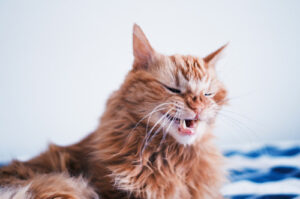 orange-cat-mid-sneeze