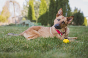 mixed-breed-dog-laying-in-the-grass-with-red-collar-and-yellow-ball-in-front-of-him-with-his-head-tilted