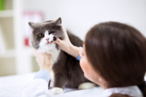 female-vet-examining-gray-and-white-cat's-teeth-at-clinic