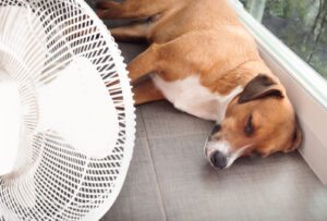 dog-laying-on-the-floor-next-to-a-fan