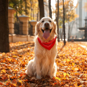 happy golden retriever wearing a red bandana sitting in a bed of fallen leaves