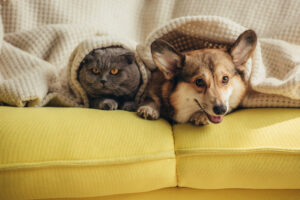 cat and dog lying under blanket on the sofa