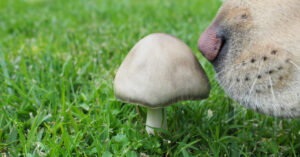 close up image of dog nose sniffing mushroom