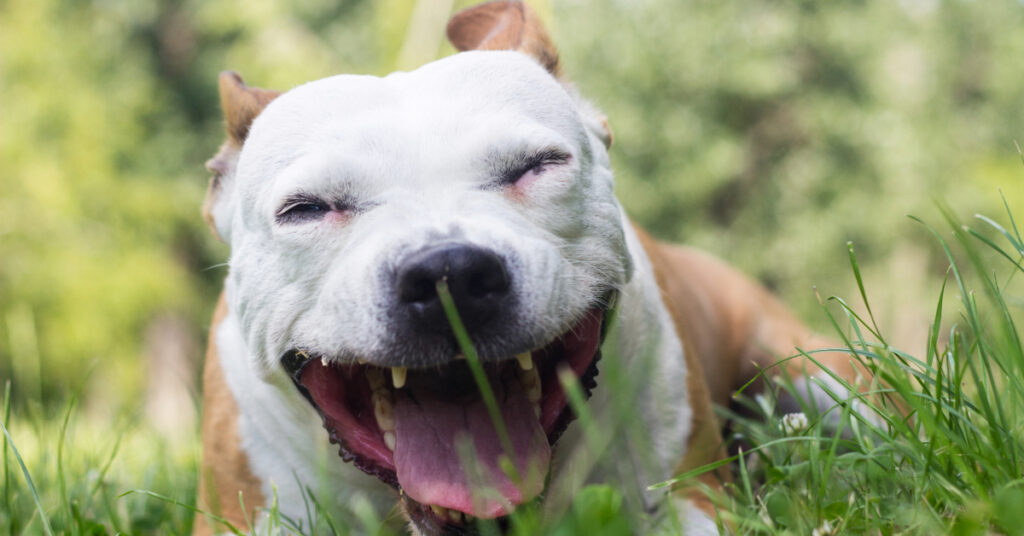 brown and white dog coughing while laying on grass
