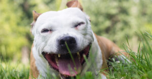 brown and white dog coughing while laying on grass