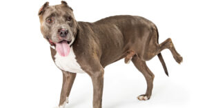 large gray and white Staffordshire terrier limping on rear left leg