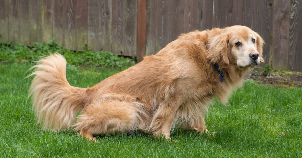 golden retriever peeing in grassy yard