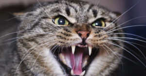 cat hissing in fear