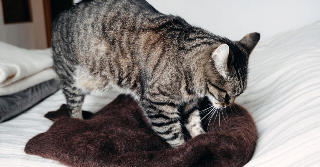 brown mackeral tabby cat kneading soft brown sweater
