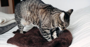 brown mackeral tabby cat kneading soft brown sweater