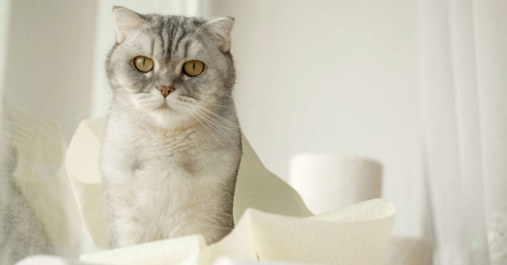 cat surrounded by rolls of toilet paper