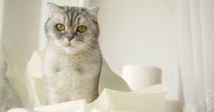 cat surrounded by rolls of toilet paper
