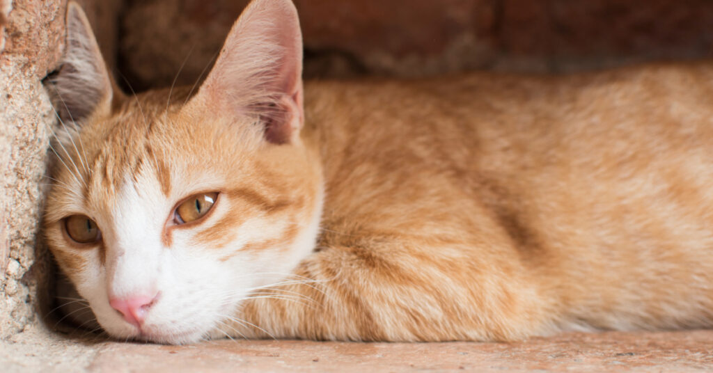 close up of lethargic orange cat laying on the ground