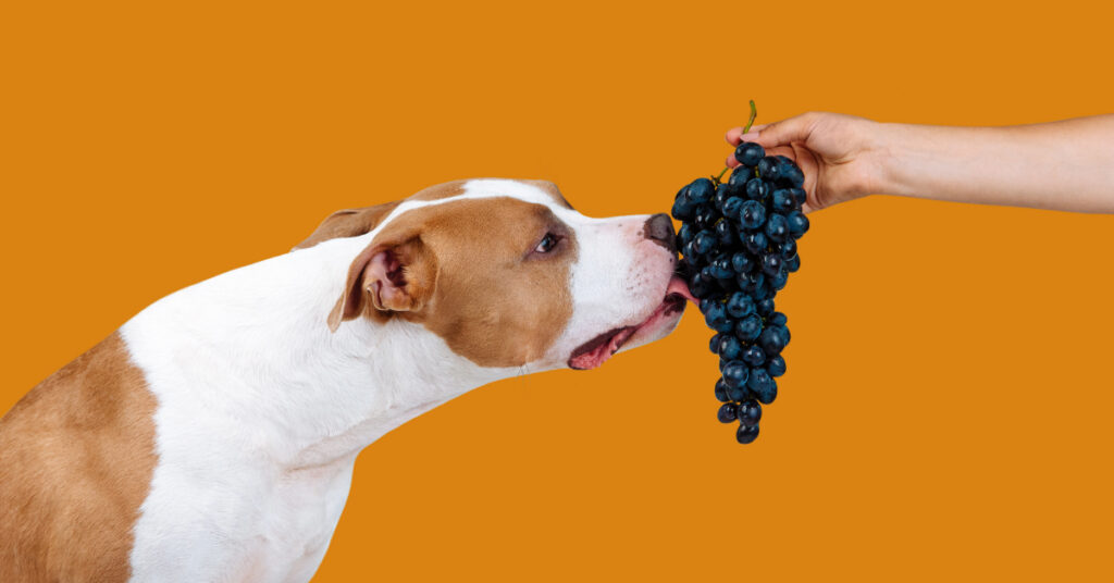 dog about to eat from a bunch of grapes