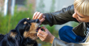 female owner checking inside dog's mouth and throat