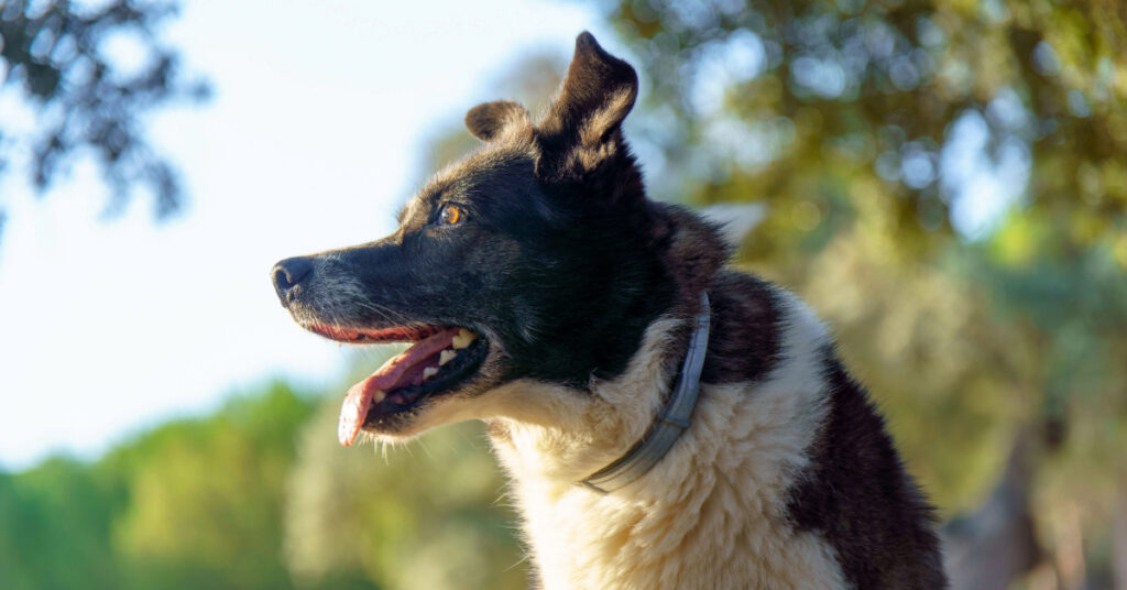 dog breathing heavily while outside