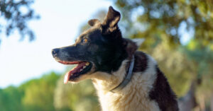 dog breathing heavily while outside