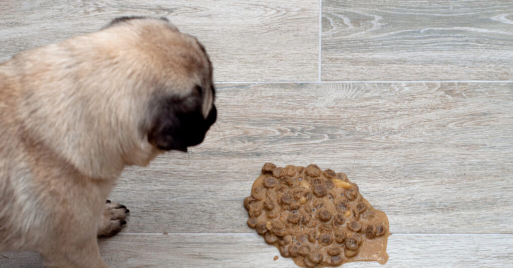 pug dog looking at vomited food on the floor