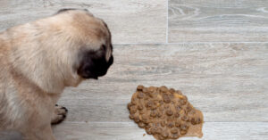 pug dog looking at vomited food on the floor