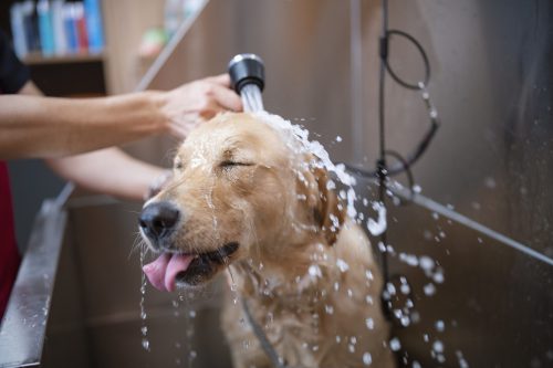 dog-getting-bath